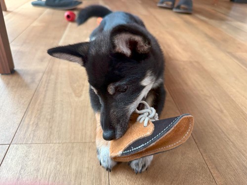 最近お気に入りのおもちゃ