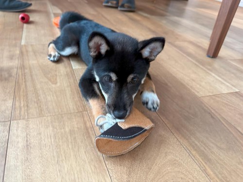 最近お気に入りのおもちゃ