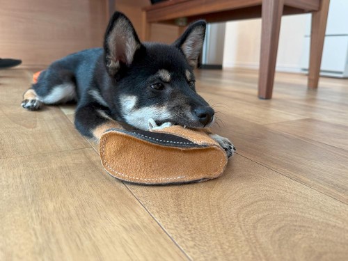 最近お気に入りのおもちゃ