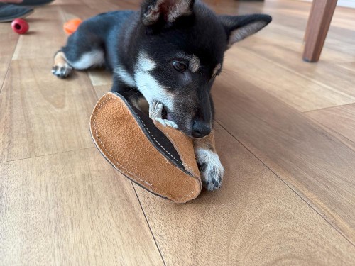 最近お気に入りのおもちゃ