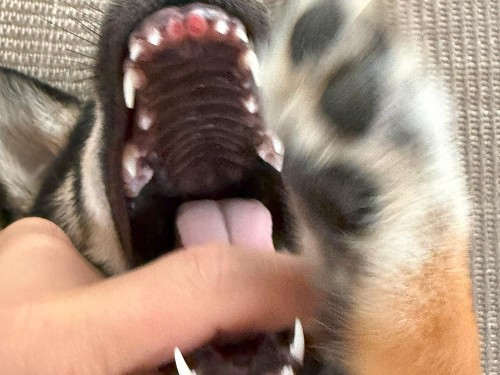 さらに歯が抜けているよ！