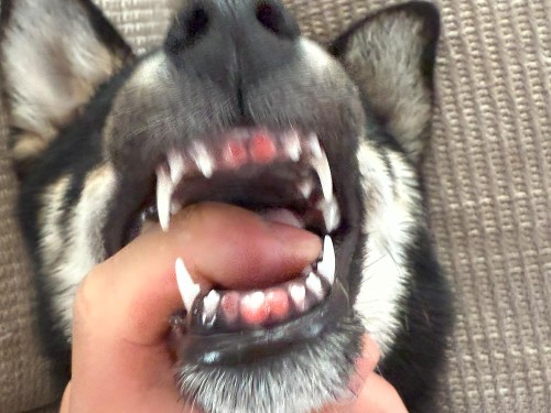 さらに歯が抜けているよ！