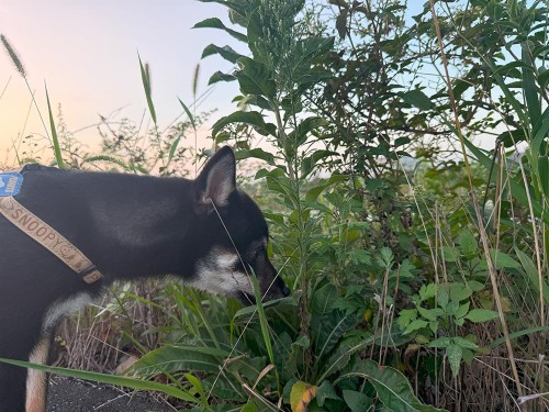 9月も中旬なのに、日中の気温が35℃で暑い