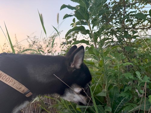 9月も中旬なのに、日中の気温が35℃で暑い