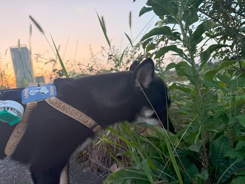 9月も中旬なのに、日中の気温が35℃で暑い
