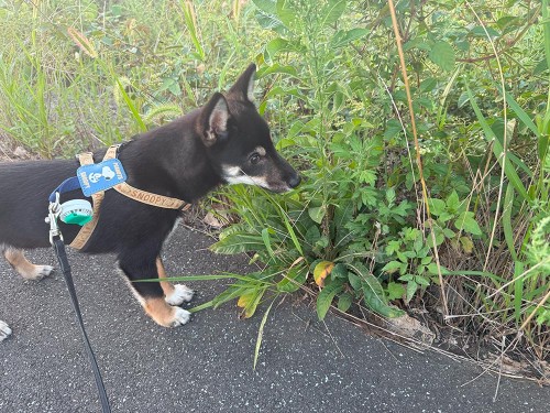 9月も中旬なのに、日中の気温が35℃で暑い