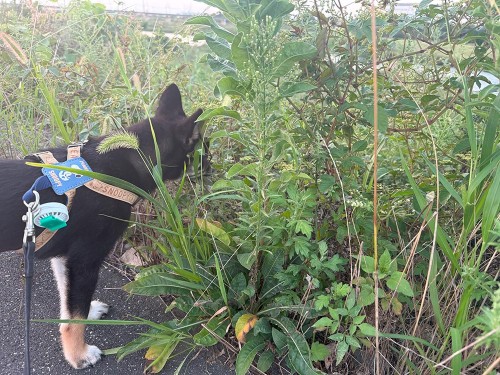 9月も中旬なのに、日中の気温が35℃で暑い