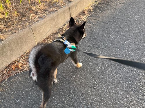 ようやく気温が下がってきた！