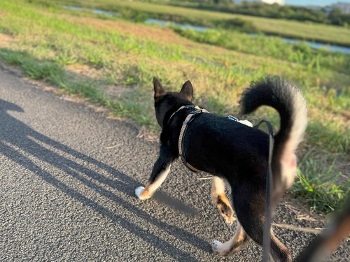 ようやく気温が下がってきた！