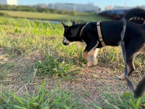 ようやく気温が下がってきた！
