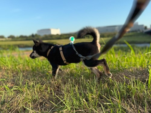 ようやく気温が下がってきた！