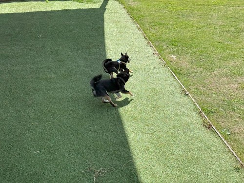 はじめてのドッグラン