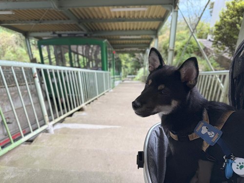 おとなしく乗れたよ！