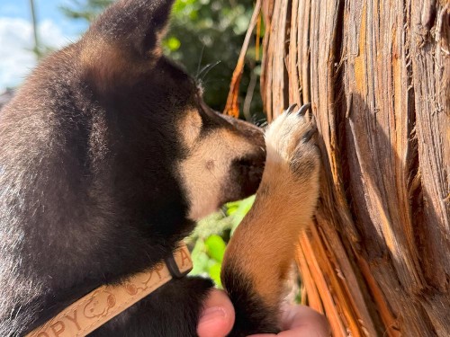 大木からエネルギーチャージ