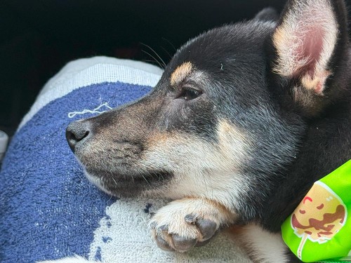 帰りはぐったり