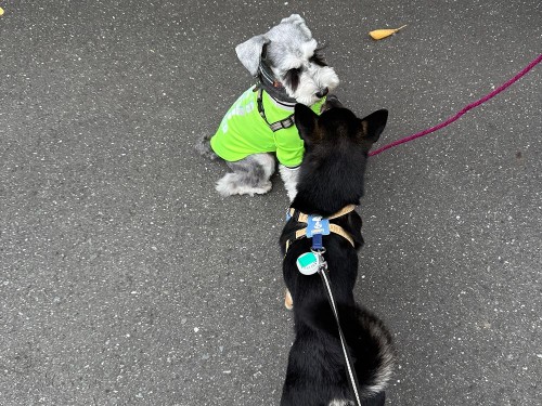 ご近所のムック先輩と！