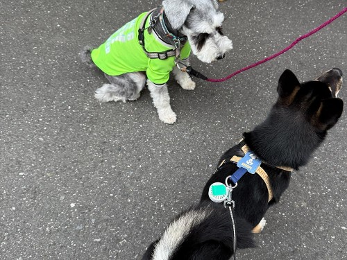 ご近所のムック先輩と！