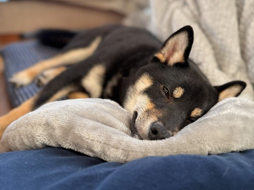 お正月だからグーダラ。柴犬と座布団がお似合い！