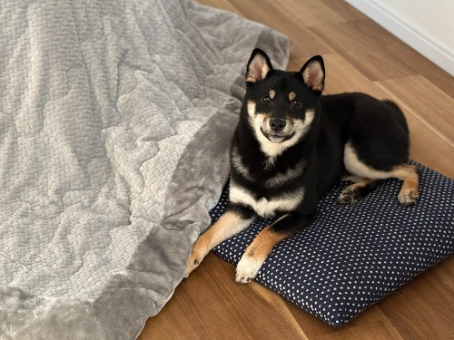 お正月だからグーダラ。柴犬と座布団がお似合い！