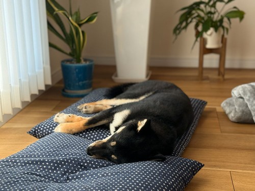 お正月だからグーダラ。柴犬と座布団がお似合い！