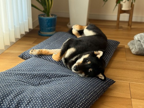 お正月だからグーダラ。柴犬と座布団がお似合い！