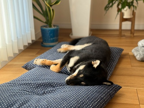 お正月だからグーダラ。柴犬と座布団がお似合い！