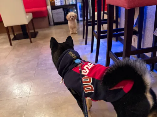 看板犬のいっちゃん