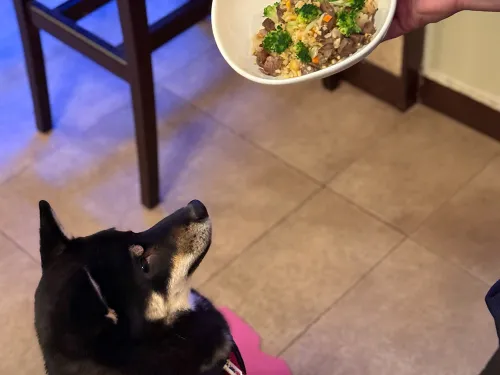 はやく食べたい