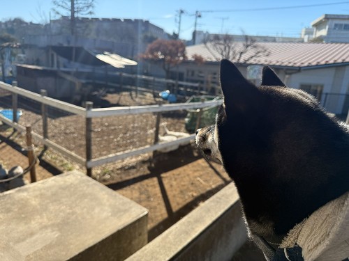 やぎさんとビーグルと！