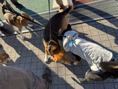 ビーグルだらけ！