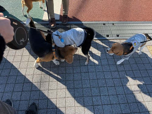 ビーグルは親族らしい！