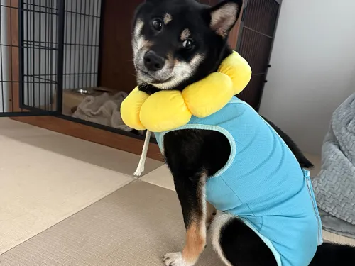 なんだかせつない