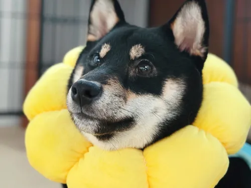 去勢手術してきました