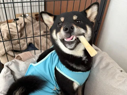 歯磨きガムで不意打ちスマイル！