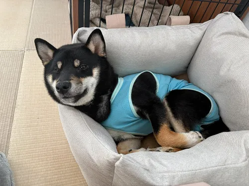 歯磨きガムで不意打ちスマイル！