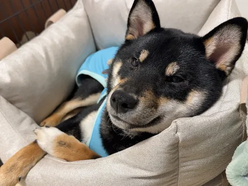 歯磨きガムで不意打ちスマイル！