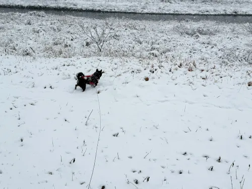 はじめての雪！うきうき散歩♪
