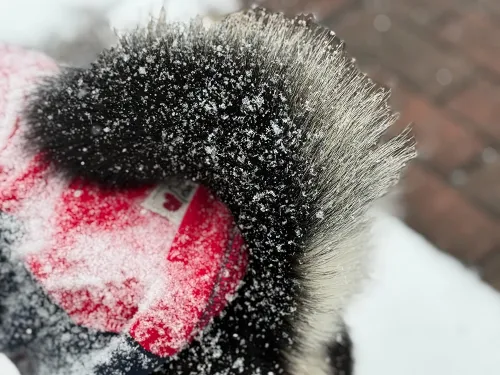 はじめての雪！うきうき散歩♪