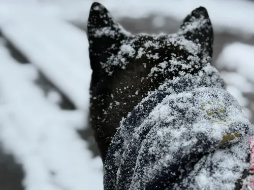 はじめての雪！うきうき散歩♪