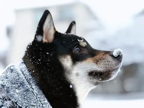 はじめての雪！うきうき散歩♪