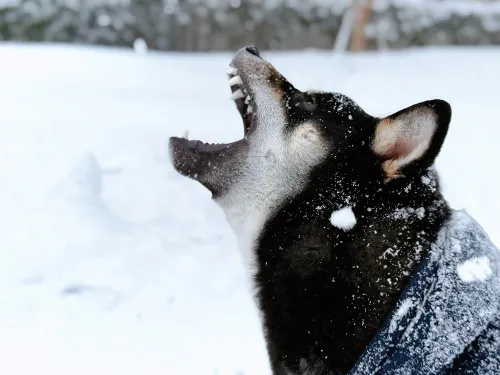 はじめての雪！うきうき散歩♪
