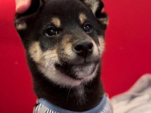 はじめて一緒に外食！