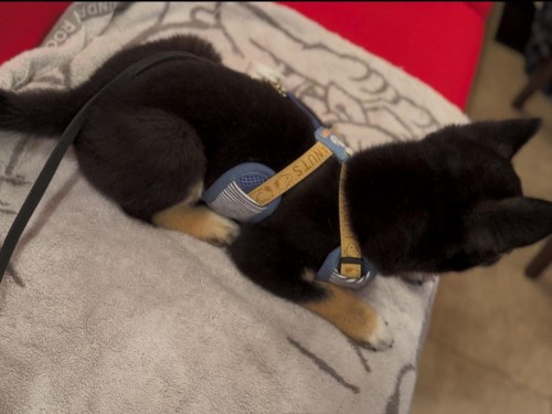 初めてなのにこのポーズ