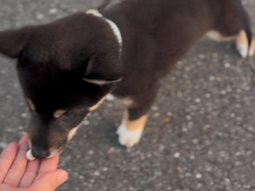 おやつは食べます！