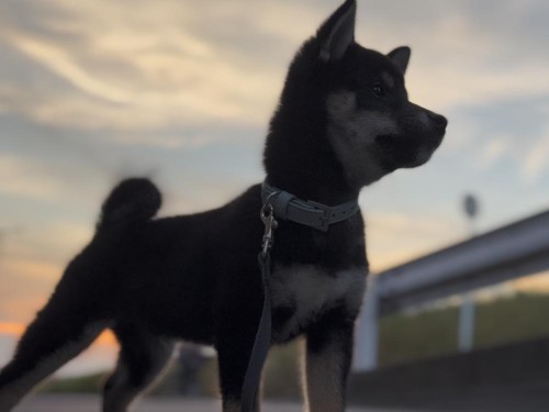 踏ん張って動かない